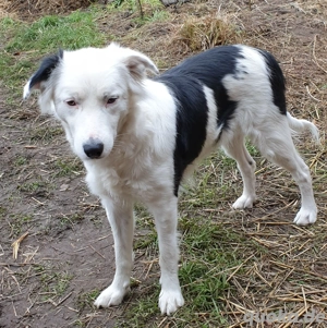 Border Collie Hündin 1 2 Jahren alt Bild 2