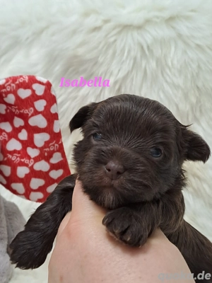 Zauberhafte Yorki Welpen mit Ahnentafel 