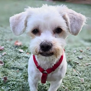 Erwin - verschmuster Fruchtzwerg