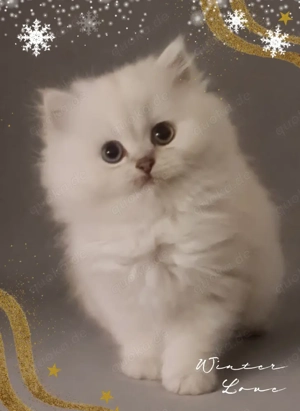 BKH und BLH Kitten Kätzchen mit Stammbaum 