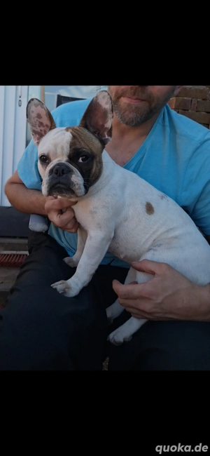 Reinrassige Französische Bulldogge sucht neues zuhause 