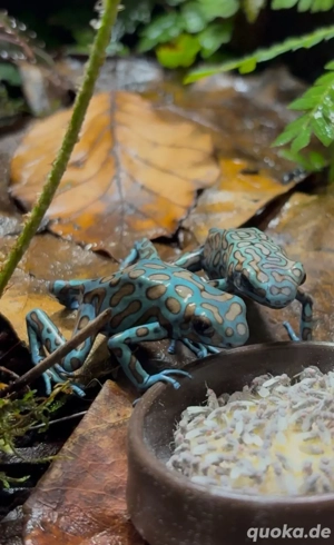 dendrobates auratus la coca 0.0.2