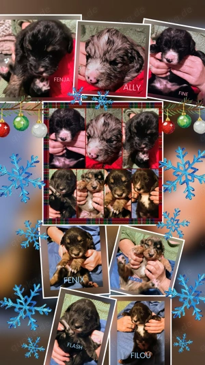 Tolle Golden Aussie Welpen mit Papieren (Ahnenpass)