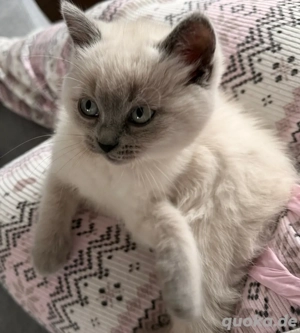 Britisch Kurzhaar Kätzchen  Bild 4