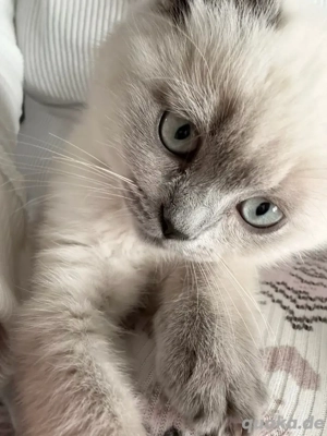 Britisch Kurzhaar Kätzchen  Bild 5