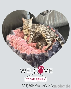 Balu & Micky traumhafte Bengalkitten