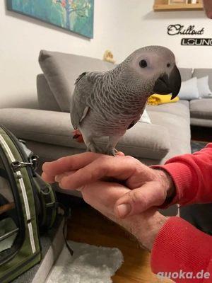 Junge Graupapageienhenne handzahm