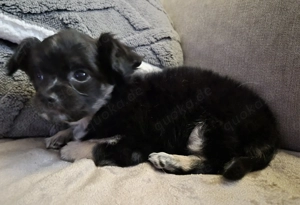 Chihuahua Hündin sucht für immer Zuhause 