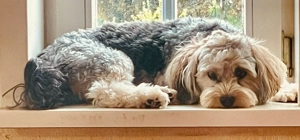 Bolonkawelpen zu verkaufen