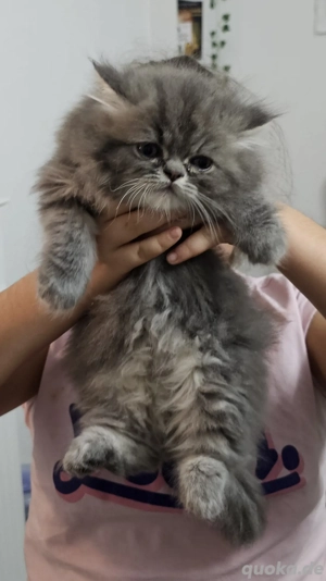      Flauschige Perserkätzchen zu verkaufen!     