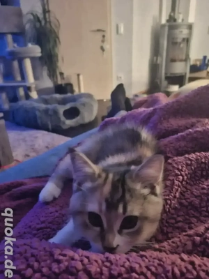 britisch langhaar Mix Mädchen 