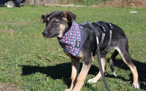 Chipsy - mit einem einzigartigen Wesen