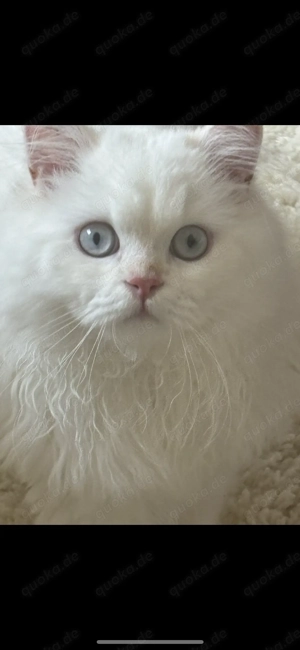 Britisch langhaar Deckkater