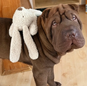 Shar Pei Rüde, 10 Monate 