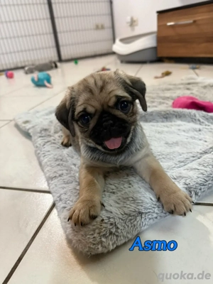 altdeutscher Farb Mops Welpe