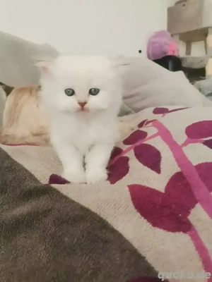 BLH+BKH Kitten mit blaue Augen 