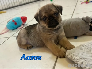 altdeutscher Farb Mops Welpe