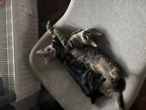 2 Kätzchen abzugeben