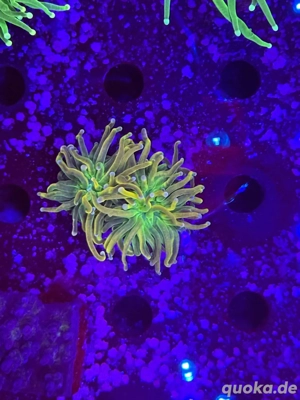 Euphyllia Holy Grail