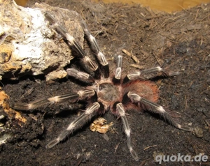 Vitalius Chromatus Vogelspinne