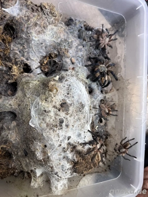 0.0.5 Monocentropus balfouri