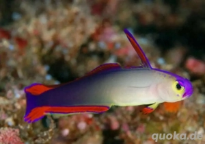 Meerwasser Nemateleotris decora - Purple Firefish ca 8 cm