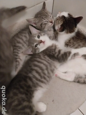 Katzenbabys 