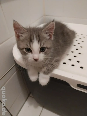 Wunderschöne Maine Coon Mix Babys 