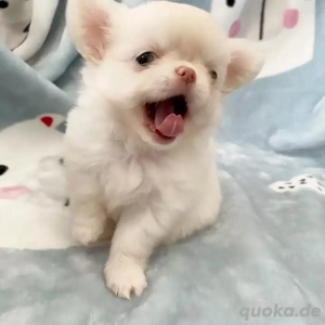 Super chihuahua Welpen