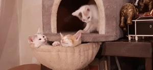 Aufheweckte American Shorthairmixkitten 