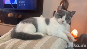 britisch kurzhaar bkh katze blue white bicolor 