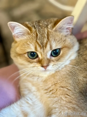 Nur ein einziges Mädchen   wunderschön und zart wie keine andere  