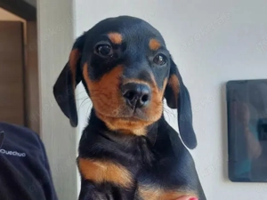 Olmo sucht sein Zuhause (noch auf Sardinien)