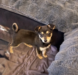 Zwergpinschermix Clyde sucht ein Körbchen 