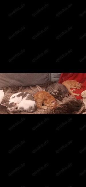 Americanshorthairmix- Jungkatzen Bild 5