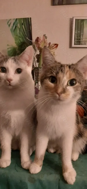 Americanshorthairmix- Jungkatzen Bild 6