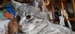 Americanshorthairmix- Jungkatzen Bild 10