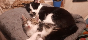 Americanshorthairmix- Jungkatzen Bild 9