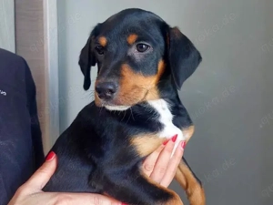 Olga sucht ihr Zuhause (noch auf Sardinien)