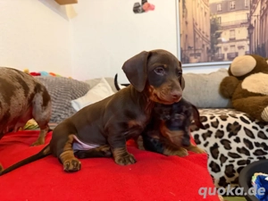 Dackelwelpe