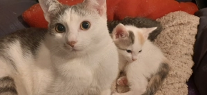 Americanshorthairmix- Jungkatzen Bild 4