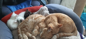 Americanshorthairmix- Jungkatzen Bild 8