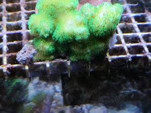 Meerwasser-Korallen Bild 2