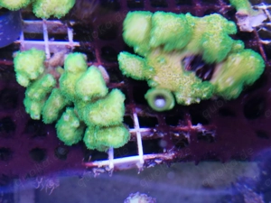 Meerwasser-Korallen Bild 3