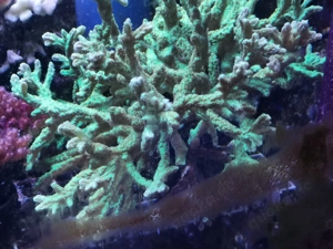 Meerwasser-Korallen Bild 7