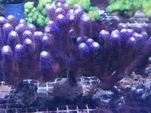 Meerwasser-Korallen Bild 5