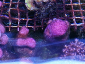 Meerwasser-Korallen Bild 4
