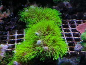 Meerwasser-Korallen Bild 6