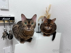 Drei Bengalkatzen aus liebevoller Privathaltung abzugeben   vorzugsweise gemeinsam