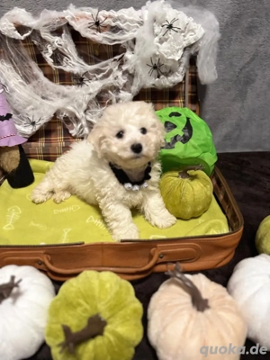 reinrassige Bichon Frise Welpen Ahnentafel & Starterpaket
